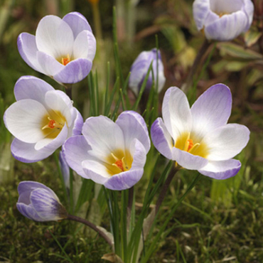 X 250 CROCUS SPECIE SIEBERI FIREFLY 5/+