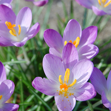 X 250 CROCUS SPECIE TOM. WHITEWELL PURPLE 5/+