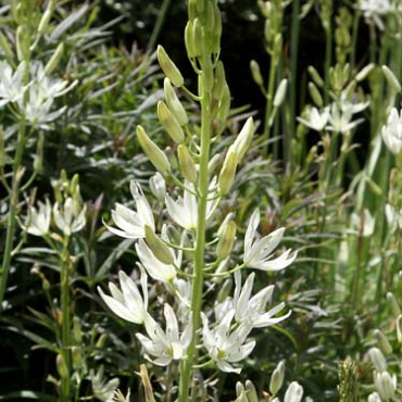 X 100 CAMASSIA LEICHTLINII ALBA 14/+