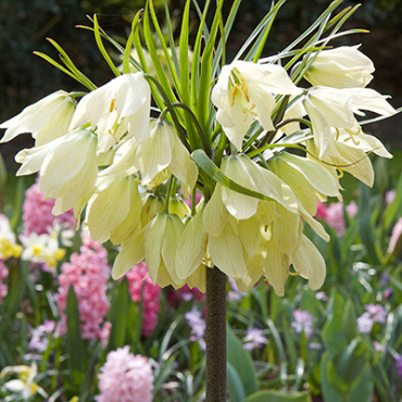 X   10 FRITILLARIA RADDEANA 16/+