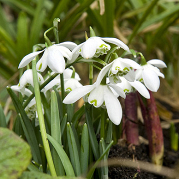 X 100 GALANTHUS FLORE PLENO 5/+