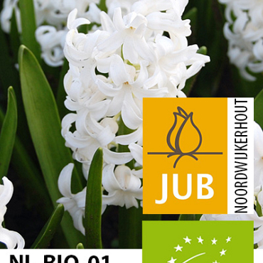 X   50 BIO HYACINTHUS WHITE PEARL 15/17