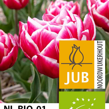 X 100 BIO TULIPA COLUMBUS 11/12