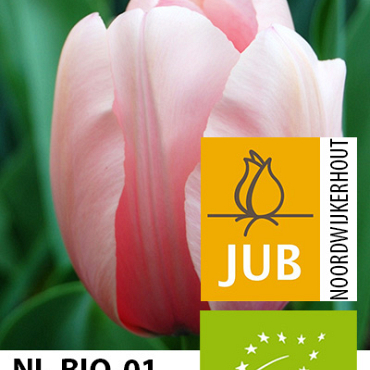 X 100 BIO TULIPA SALMON IMPRESSION 11/12