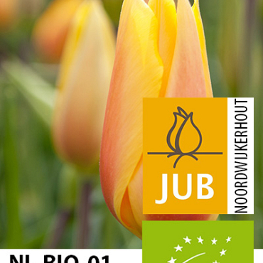 X 100 BIO TULIPA BLUSHING LADY 11/12