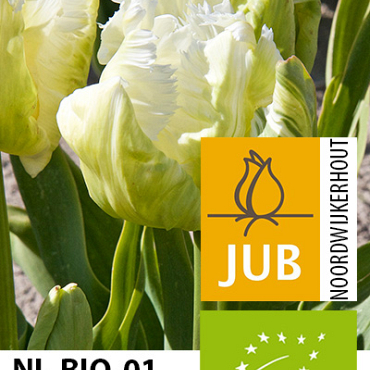 X 100 BIO TULIPA WHITE REBEL 11/12
