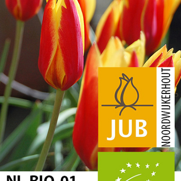 X 100 BIO TULIPA CLUSIANA VAR. CHRYSANTHA 5/+