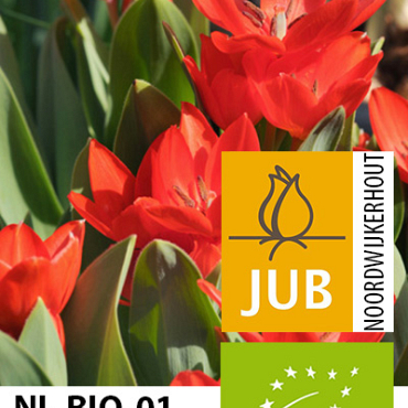 X 100 BIO TULIPA PRAESTANS ZWANENBURG 7/+