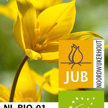 X 100 BIO TULIPA SYLVESTRIS  5/+