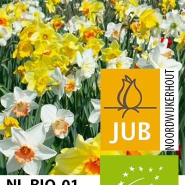 X 100 BIO NARCISSUS MIX 10/12