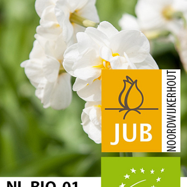 X 100 BIO NARCISSUS BRIDAL CROWN 10/12