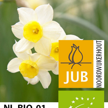 X 100 BIO NARCISSUS MINNOW 10/12