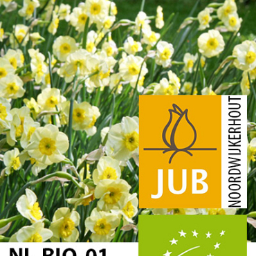 X 100 BIO NARCISSUS SUN DISC 10/12