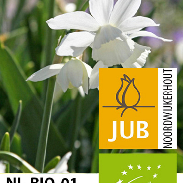 X 100 BIO NARCISSUS TRIANDRUS THALIA 10/12