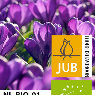 X 100 BIO CROCUS FLOWER RECORD 7/8