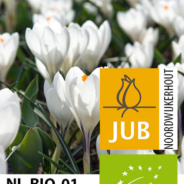 X 100 BIO CROCUS JEANNE DARC 7/8