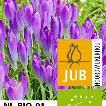 X 100 BIO CROCUS TOMM. BARRS PURPLE 5/+