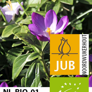 X 100 BIO CROCUS TOMM. RUBY GIANT 5/+