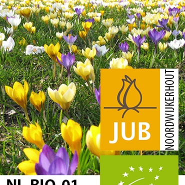 X 100 BIO CROCUS SPECIES MIX 5/+