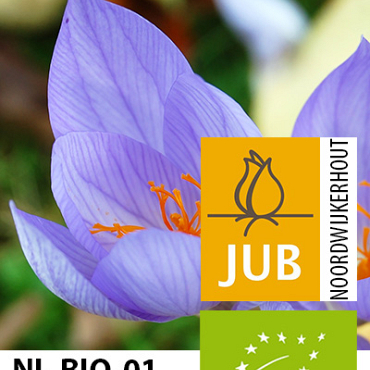 X 100 BIO CROCUS SP. SATIVUS 7/+