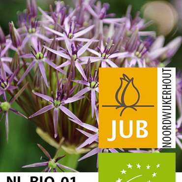 X   50 BIO ALLIUM CHRISTOPHII 10/12