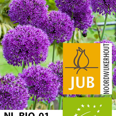 X   50 BIO ALLIUM PURPLE SENSATION 10/12