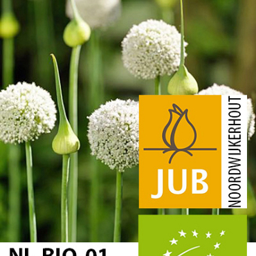 X 100 BIO ALLIUM PING PONG 5/6