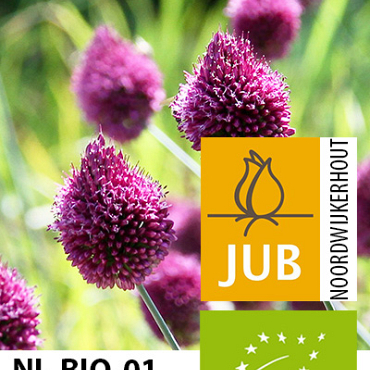 X 100 BIO ALLIUM SPHAEROCEPHALON 5/6