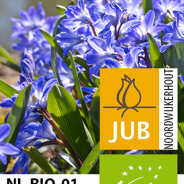 X 100 BIO CHIONODOXA BLUE GIANT 5/+
