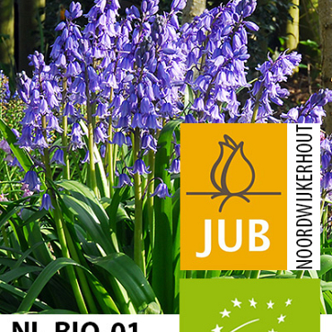 X 100 BIO HYACINTHOIDES EXCELSIOR 10/+
