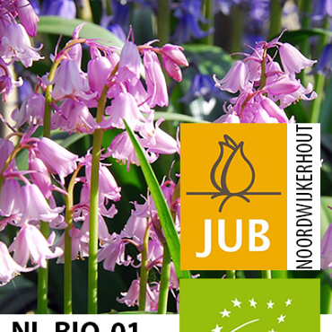 X 100 BIO HYACINTHOIDES HISPANICA ROZE 7/8