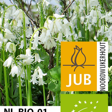X 100 BIO HYACINTHOIDES HISPANICA WIT 7/8