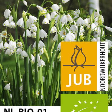 X   50 BIO LEUCOJUM GRAVETYE GIANT 10/12