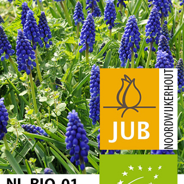 X 100 BIO MUSCARI ARMENIACUM 7/8