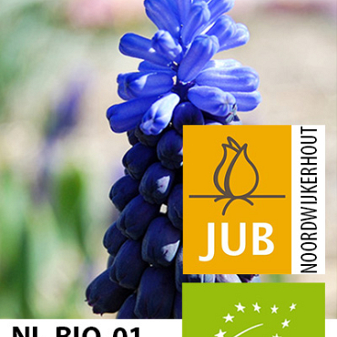 X 100 BIO MUSCARI LATIFOLIUM 5/+