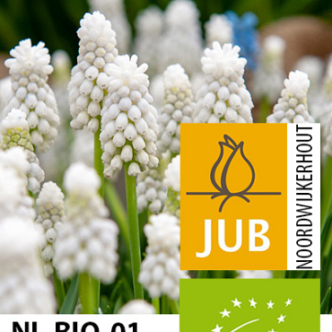 X 100 BIO MUSCARI WHITE MAGIC 6/7