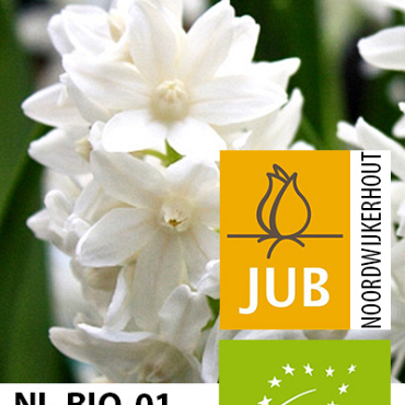 X 100 BIO PUSCHKINIA LIBANOTICA ALBA 5/6