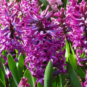 X   50 HYACINTHUS WOODSTOCK 17/18