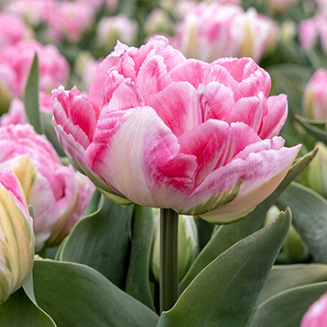 X 100 TULIPA FOXTROT 12/+