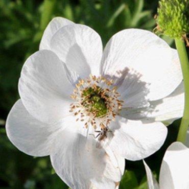 X 100 ANEMONE CORONARIA BRIDE 5/6