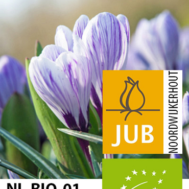X 100 BIO CROCUS KING OF THE STRIPED 7/8