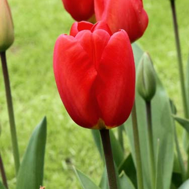 X 100 TULIPA OXFORD 12/+