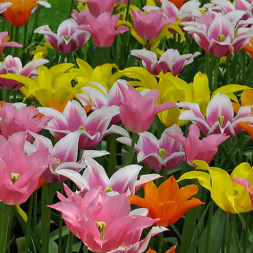 X 100 TULIPA LELIEBLOEMIG MIX 11/12