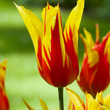 X 100 TULIPA FIRE WINGS 11/12