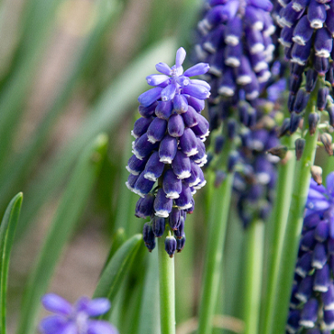 X 100 MUSCARI ARMENIACUM NIGHT EYES 7/8