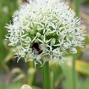 X   25 ALLIUM MOUNT EVEREST 20/+