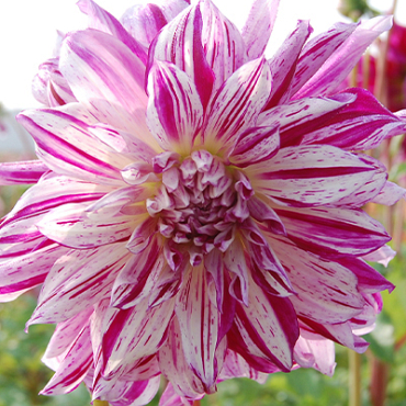 X 10 DAHLIA BRISTOL STRIPE I