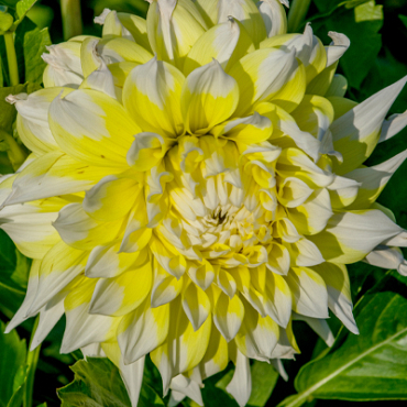 X 10 DAHLIA GRAND PRIX I
