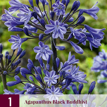 X 1 AGAPANTHUS BLACK BUDDHIST 1/2