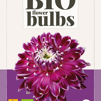 X 1 BIO DAHLIA VANCOUVER I